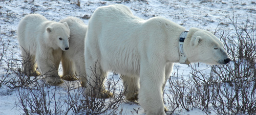 Collared female with two cubs. (Credits A. Derocher)