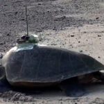 An Olive Ridley turtle with an Argos PTT glued on its back. The glue is made so as to fall off within one year (credit Katsufumi Sato, University of Tokyo)