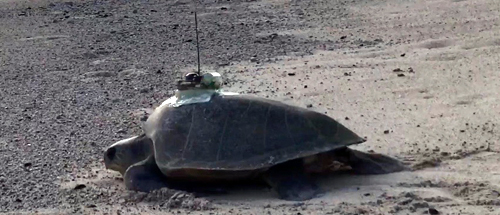 An Olive Ridley turtle with an Argos PTT glued on its back. The glue is made so as to fall off within one year (credit Katsufumi Sato, University of Tokyo)