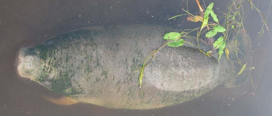 Manatee tracking study highlights the problems of dams in Africa