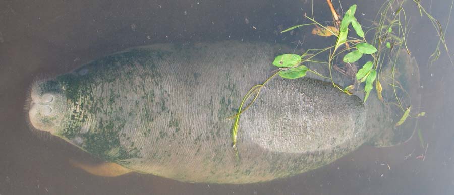 A calf manatee