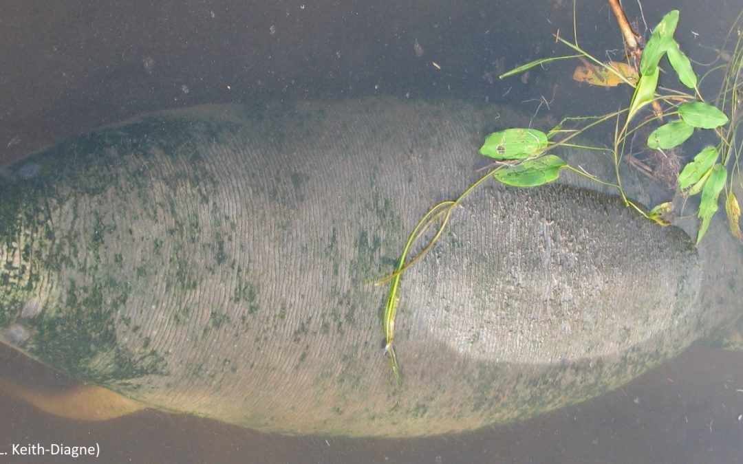 Manatee tracking study highlights the problems of dams in Africa