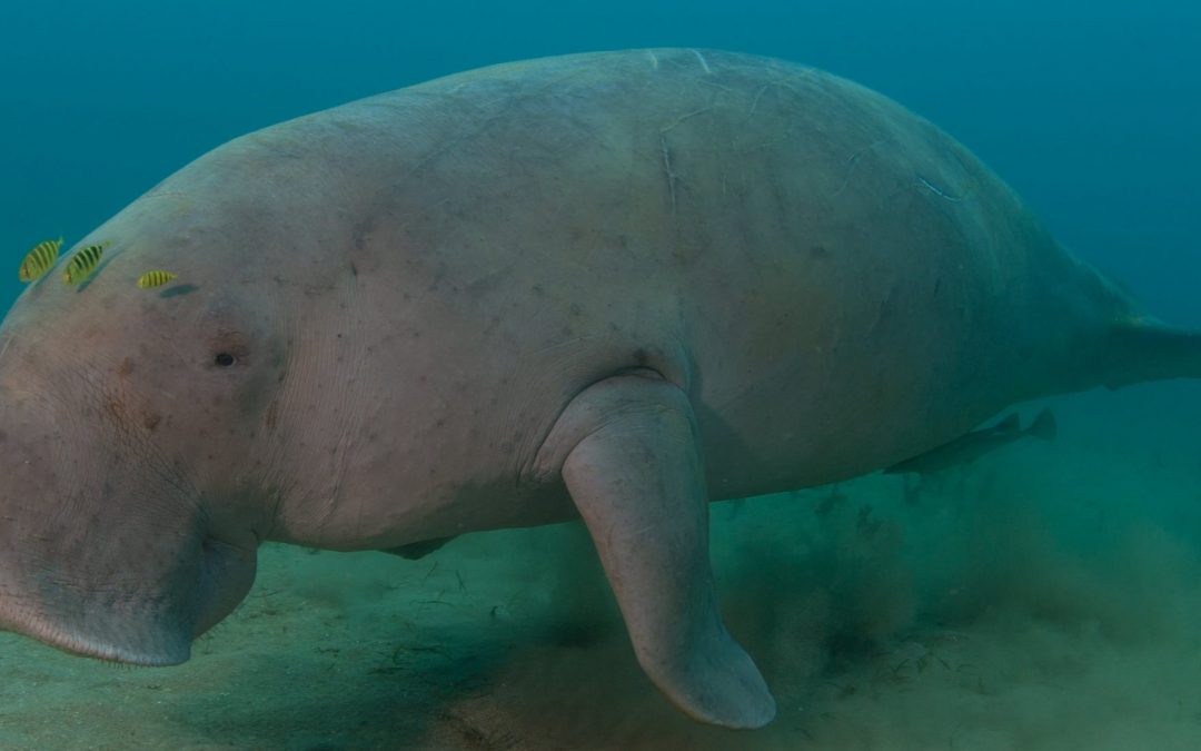 Dugong movements and habitat use in coral reef lagoons