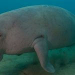 dugong