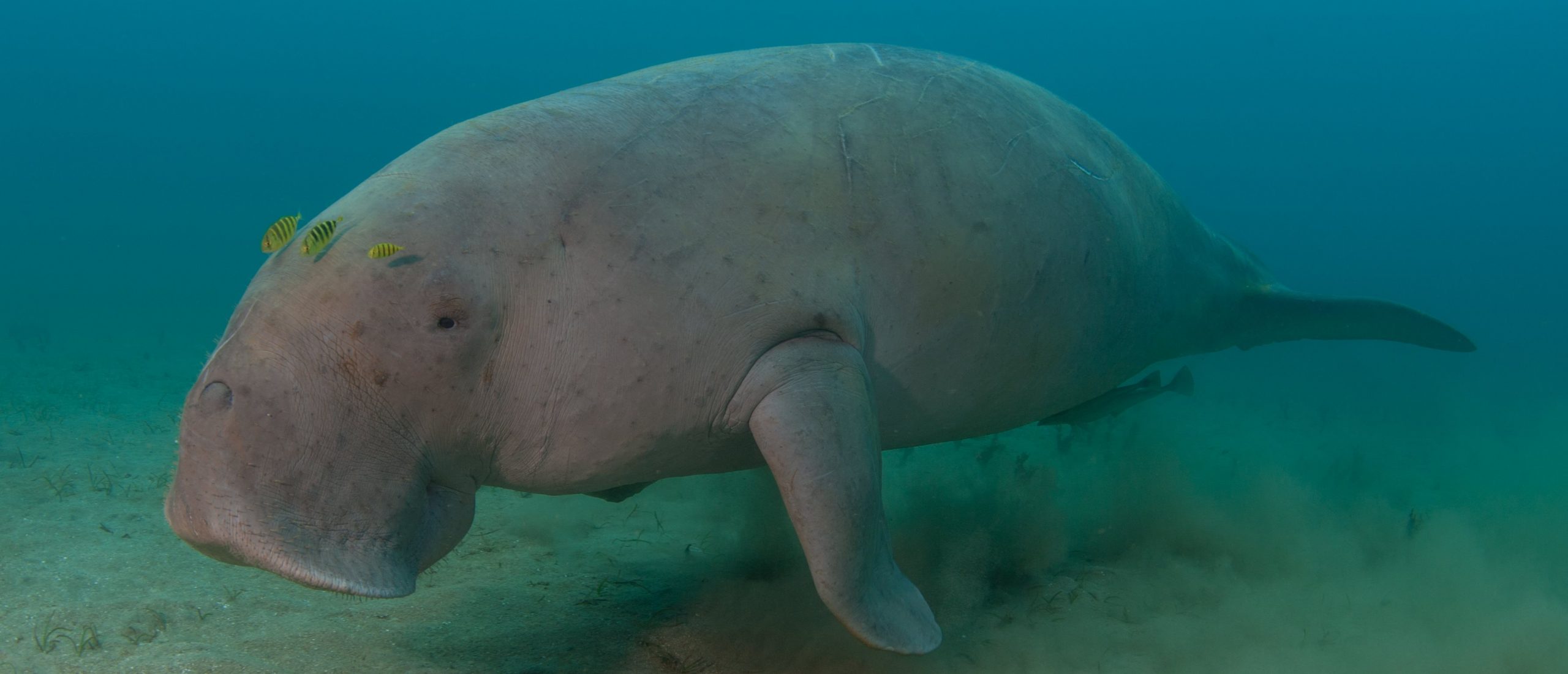 A dugong (credit Matthieu Juncker) A dugong (credit Matthieu Juncker)