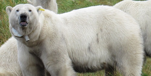 Argos sheds light on polar bears’ changing summer habits