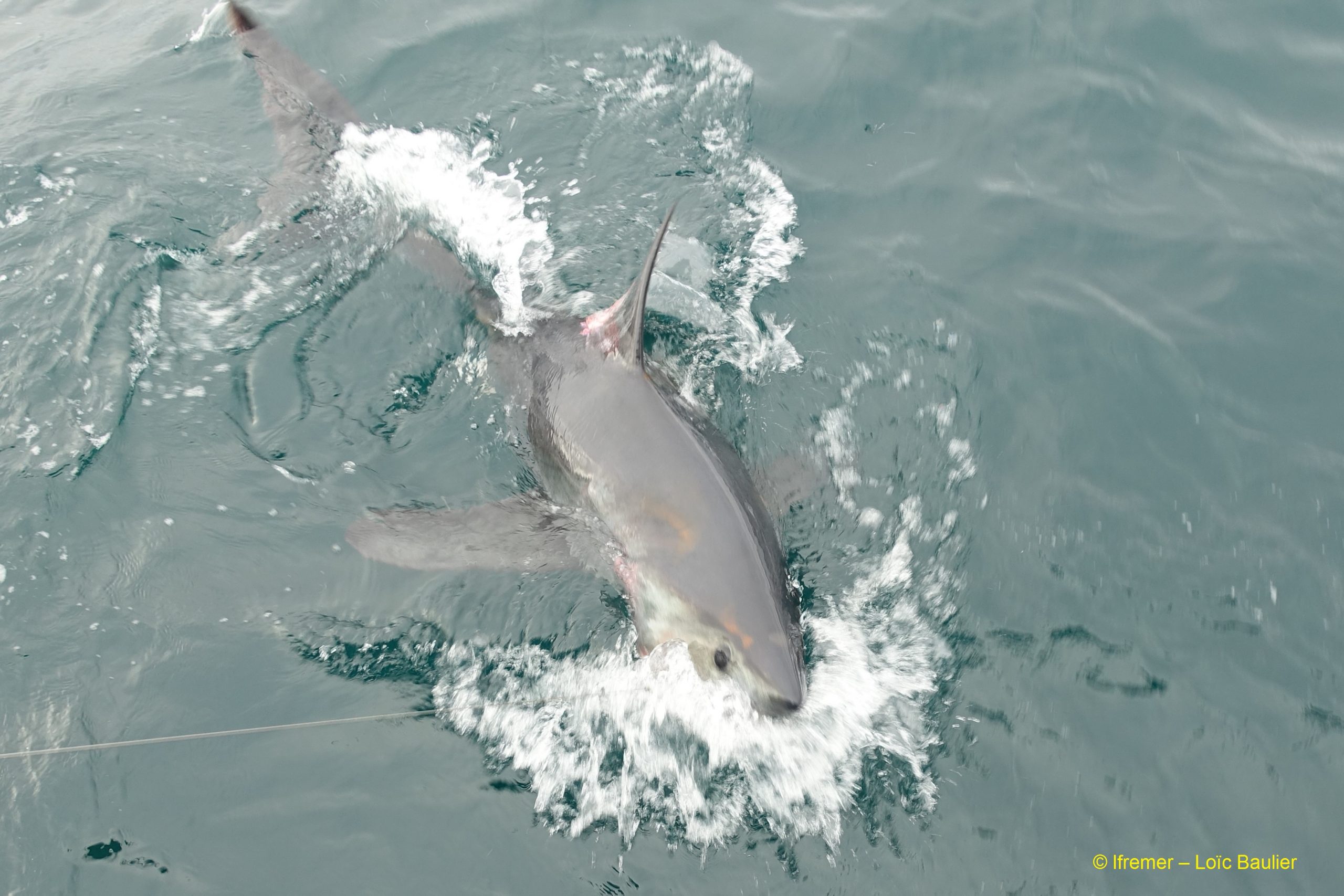 New insights on porbeagle stock structure in the North East Atlantic from PSAT deployments