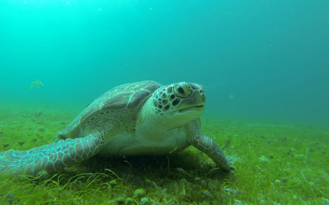 Combining Argos and genetics to reveal connecting paths between juvenile and adult habitats in the Atlantic green turtle