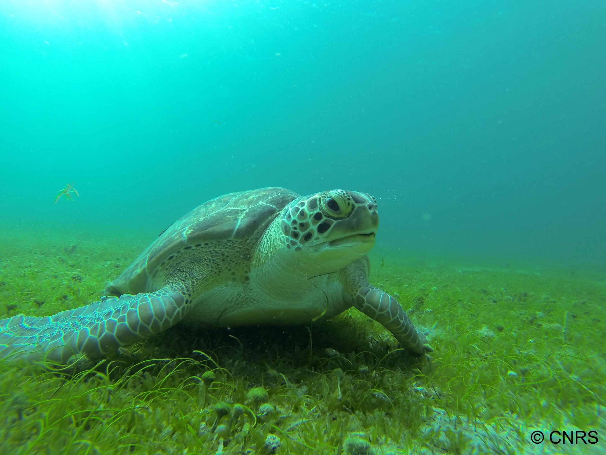 Combining Argos and genetics to reveal connecting paths between juvenile and adult habitats in the Atlantic green turtle