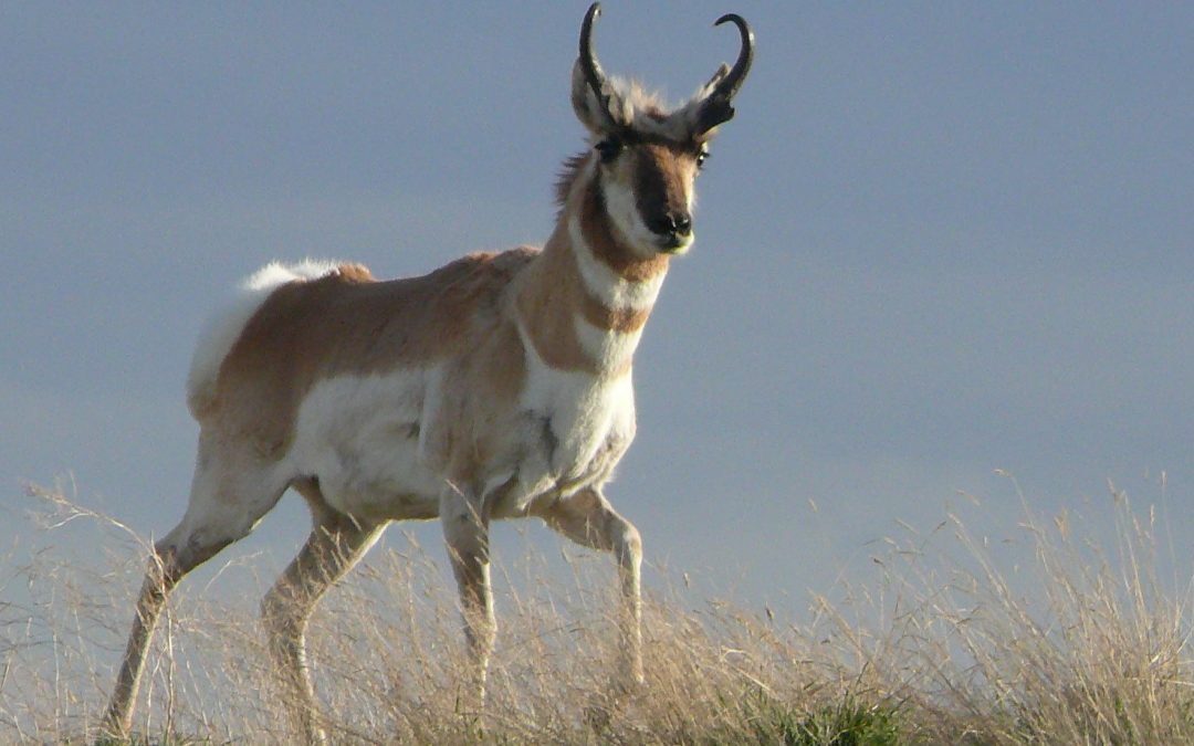 Pronghorn migration across borders and human-made landscapes