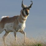 A pronghorn