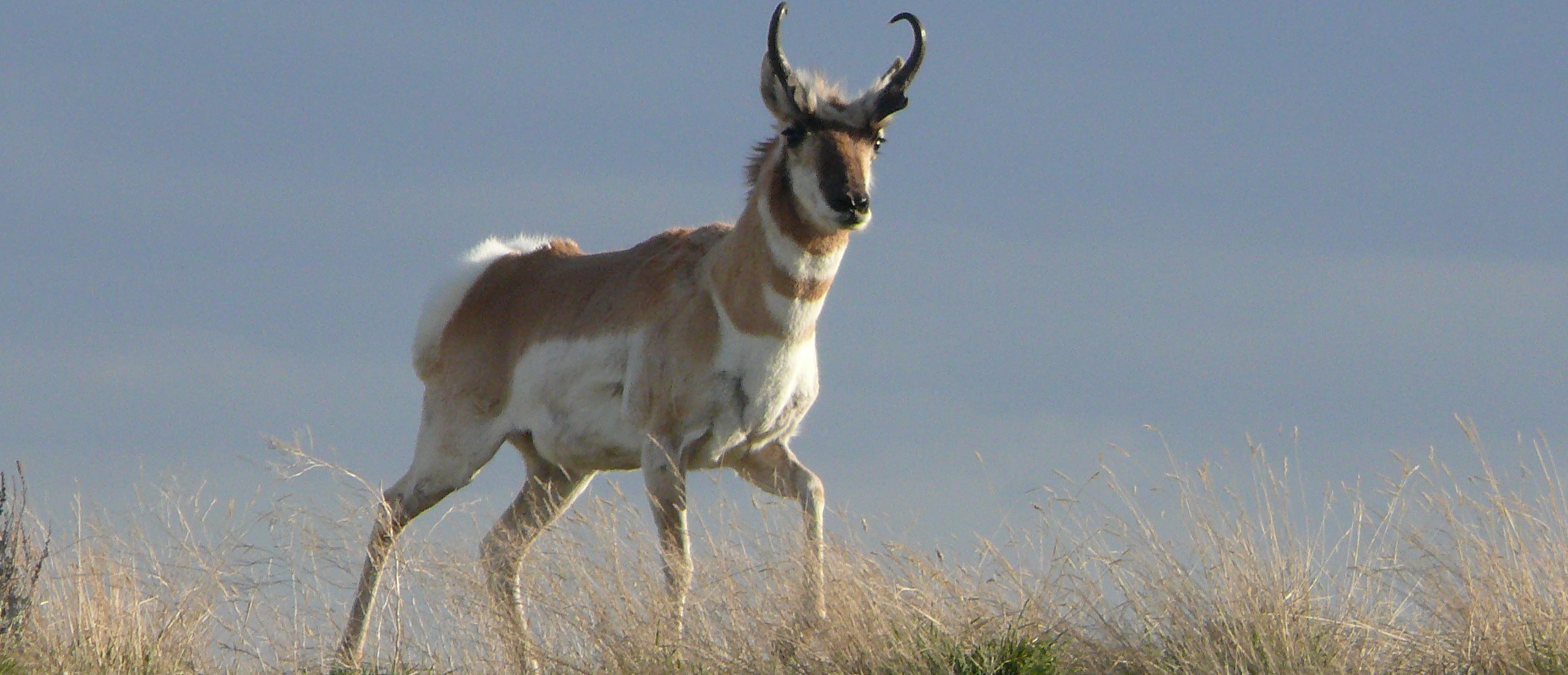 A pronghorn (credit P. Jones – Alberta Conservation Association) A pronghorn