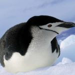 chinstrap penguin