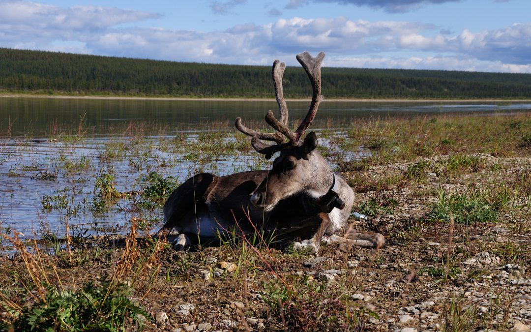 Reporting on the work of Russian scientists in the Arctic using specialized Argos tags