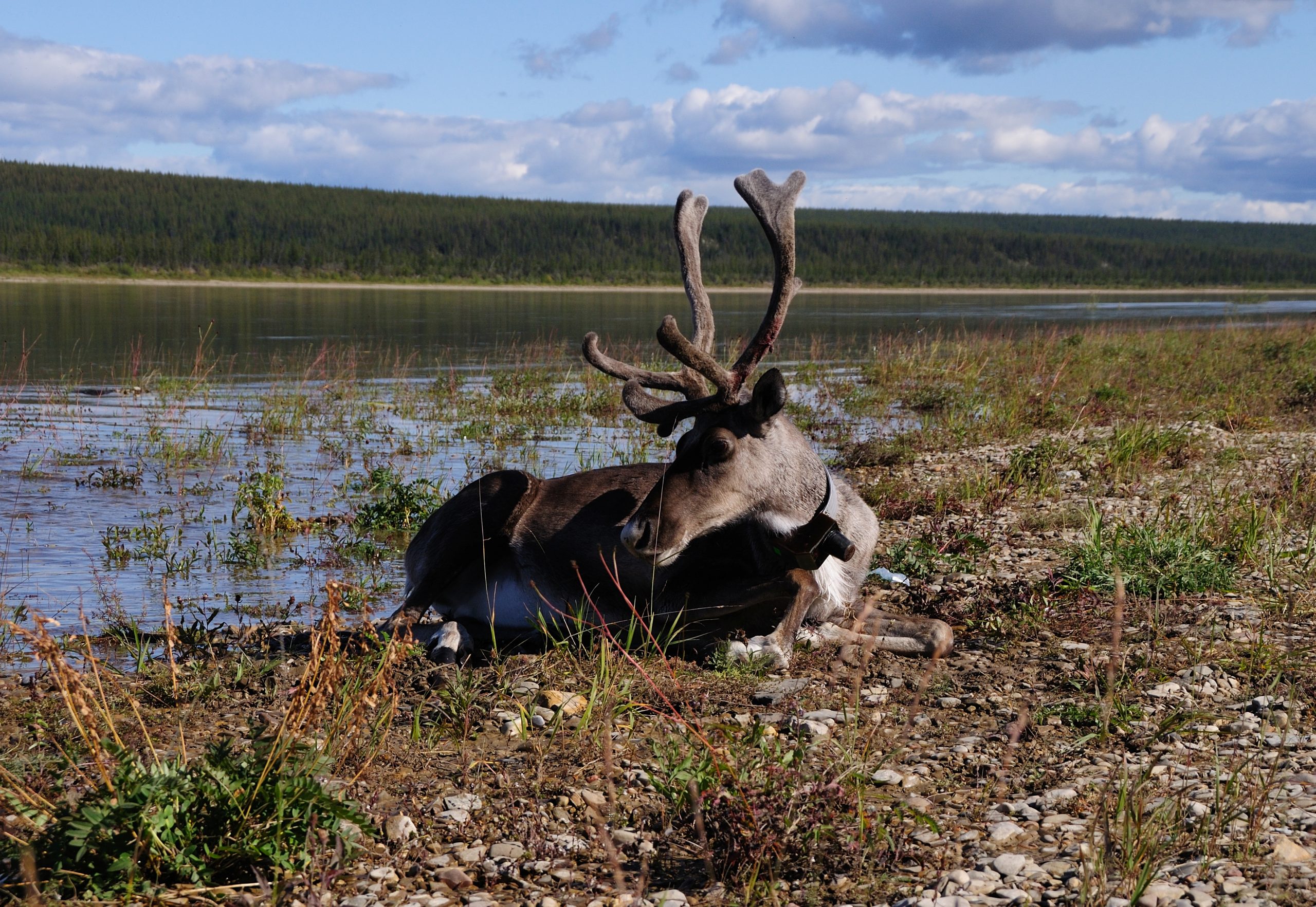 Reporting on the work of Russian scientists in the Arctic using specialized Argos tags