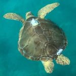 A marine turtle with an Argos PTT