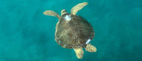 A marine turtle with an Argos PTT