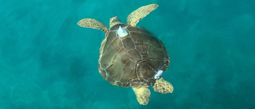 A marine turtle with an Argos PTT (credit Dr. Kristen Hart, USGS)