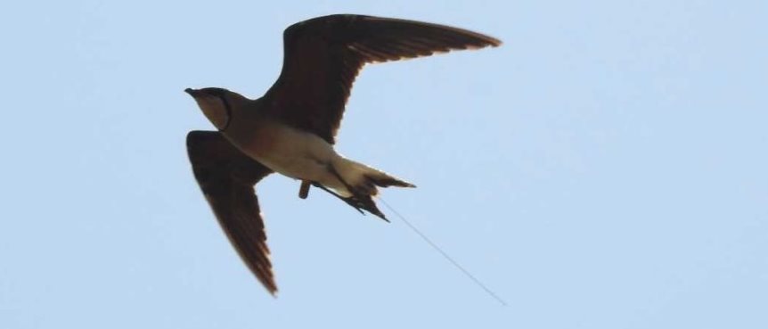 An Oriental Pratincole with an Argos PTT antenna (Credit: Subbu Subramanya )