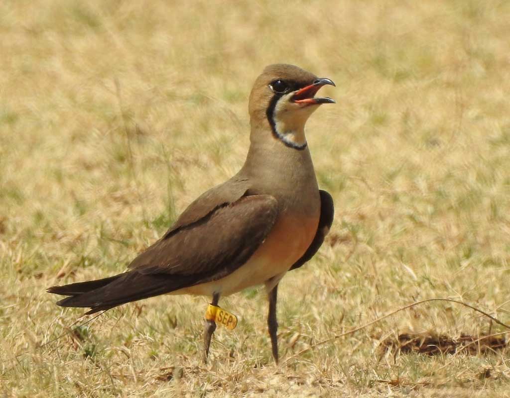 One of the bird tracked, nicknamed ‘SEP,’ on location in the Bagalkot District of Karnataka, India, on May 13th, 2019. (Photo: Subbu Subramanya)