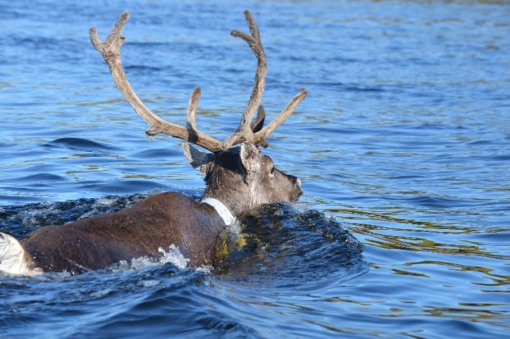 Reindeer