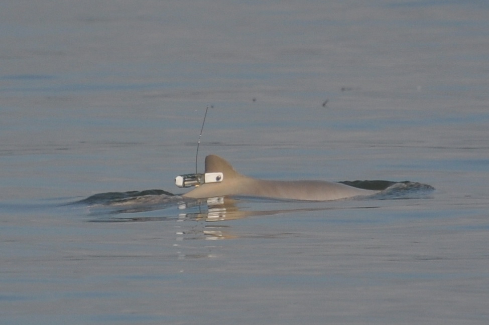 Satellite-linked tag on a franciscana in Brazil