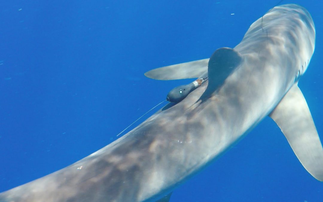 Understanding silky shark movement patterns to avoid interactions with fisheries