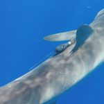 A silky shark with a pop-up tag
