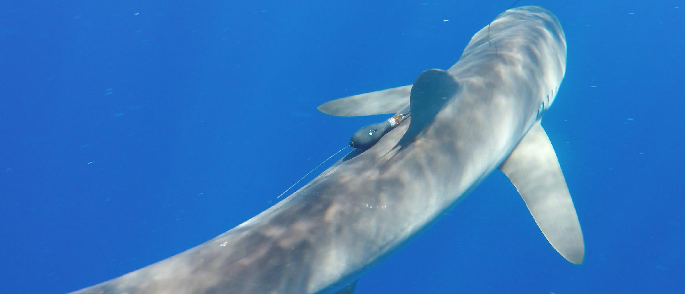 A silky shark with a pop-up tag