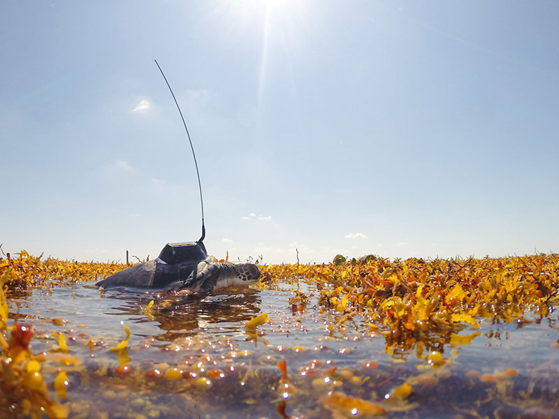 Younggreen sea turtle released with solar-powered satellite tag in Sargassum habitat