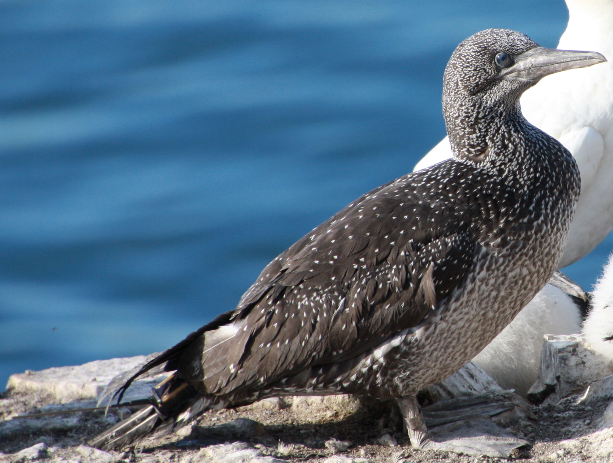 a juvenile with an Argos PTT