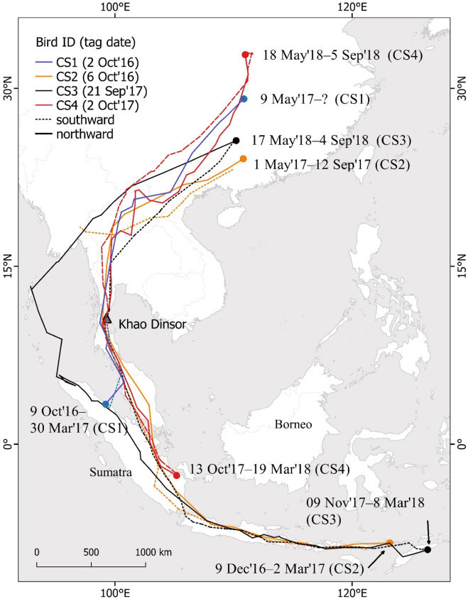 Tracks during spring and autumn migration of Chinese Sparrowhawks