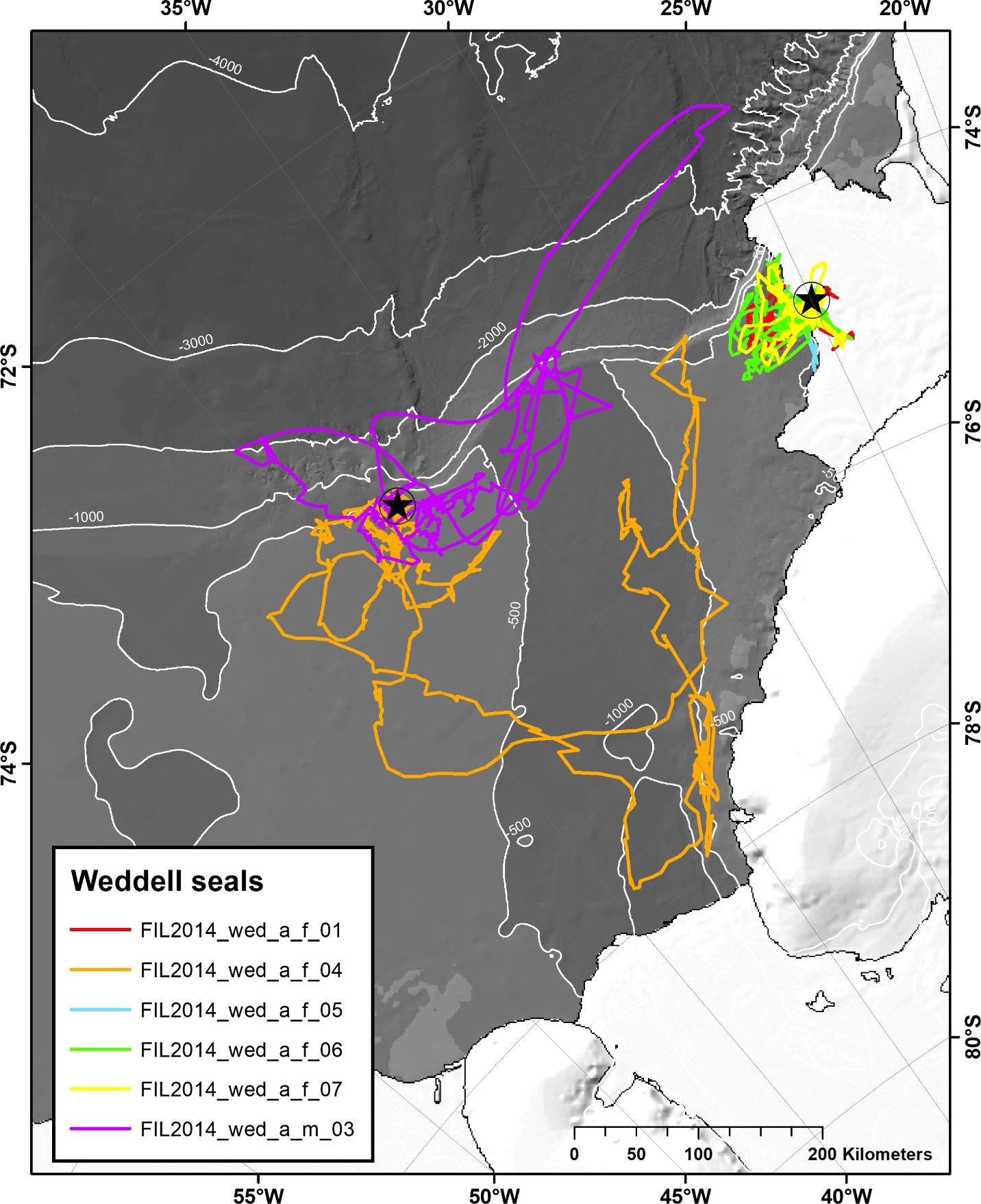 The six Weddell seals’ tracks. Seals tagged in the pack ice of the Filchner Outflow System (left star) focussed their foraging activities to the western and, partly, eastern flank of the Filchner Trough. In contrast, Weddell seals tagged on the coastal fast ice (star at the right) exhibited typical central-place foraging and utilized resources close by. (Credit AWI)