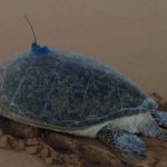 a green turtle with an Argos PTT going back to the sea after nesting (credit Luciana Ferreira/AIMS)