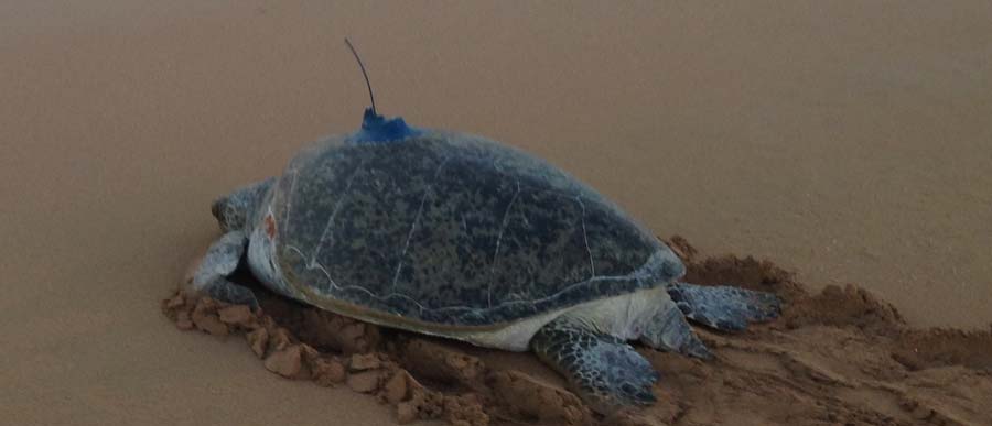 a green turtle with an Argos PTT going back to the sea after nesting (credit Luciana Ferreira/AIMS)