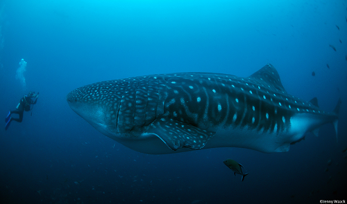 Whale Shark with Argos tag