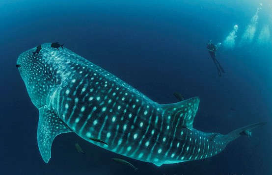 whale shark