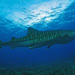 whale shark