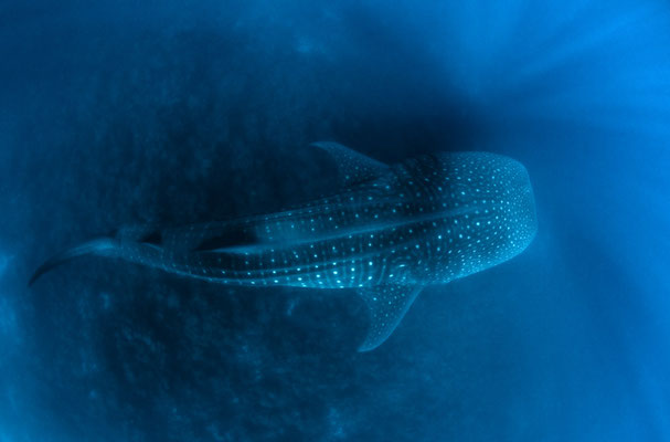 whale shark