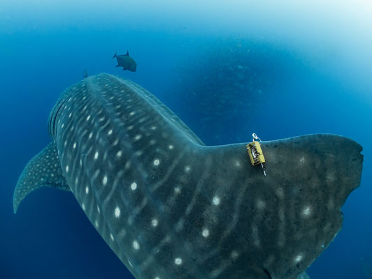 whale shark tagged