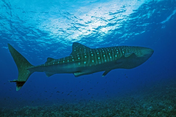 whale shark