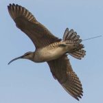 Whimbrel in flight with transmitter antennae extending beyond the tail (Credit Fletcher Smith)