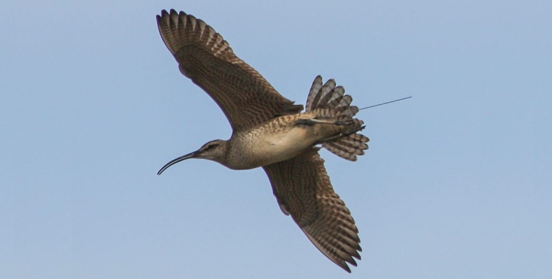 Whimbrels crossing tropical storms