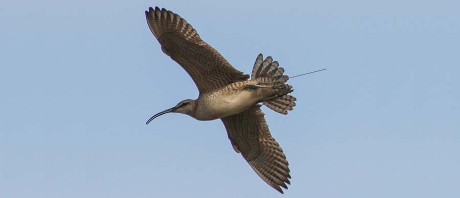 Whimbrel in flight with transmitter antennae extending beyond the tail (Credit Fletcher Smith)