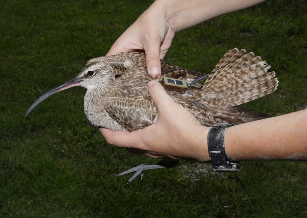 A whimbrel with transmitter