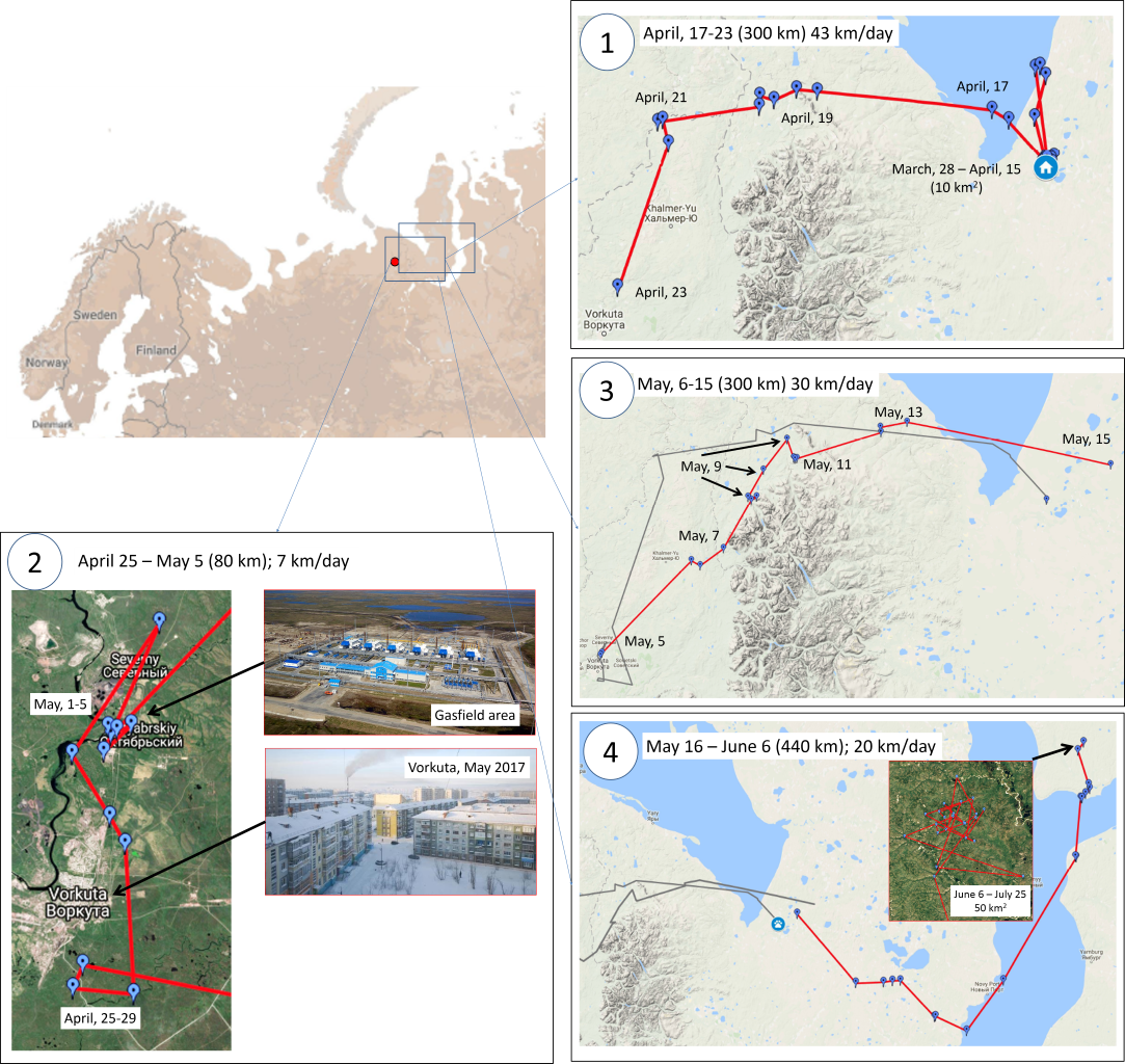 Tracks of the arctic fox from Vortuka and back, with distances and speeds. Note that when it crosses “water” it is in fact iced. (Credits IEC “Arctic”)