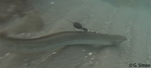 An eel in the sea with a pop-up tag