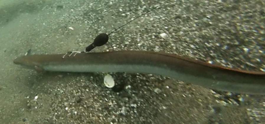 An eel in the sea with a pop-up tag. Credits G. Simon, Perpignan University