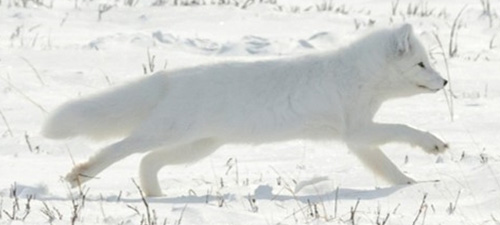 Siberian Arctic fox on the move