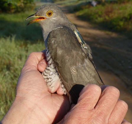 argos-transmitter-tracking-bird